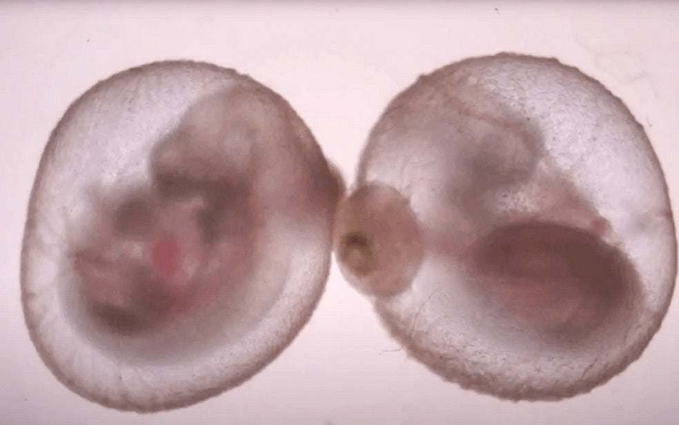 Científicos del Instituto Weizmann de Israel han desarrollado embriones de ratones fuera del útero, en una placa de Petri, y sin usar óvulos ni esperma. Solo con células madre. El objetivo: mejorar los trasplantes. «El embrión es la mejor máquina para fabricar órganos», dicen.