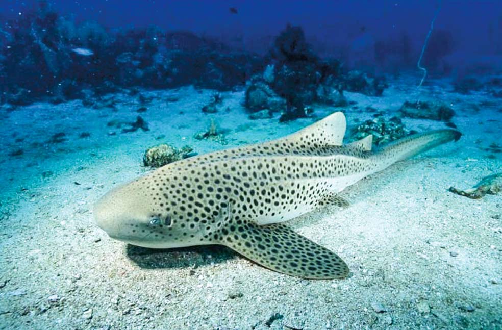 Este tiburón cebra, llamado Leonie, tuvo en 2016 una camada de tres crías. Llevaba tres años sin relacionarse con un macho. Antes se había reproducido sexualmente, pero a pesar de no contar con esa opción, no dejó de tener crías.