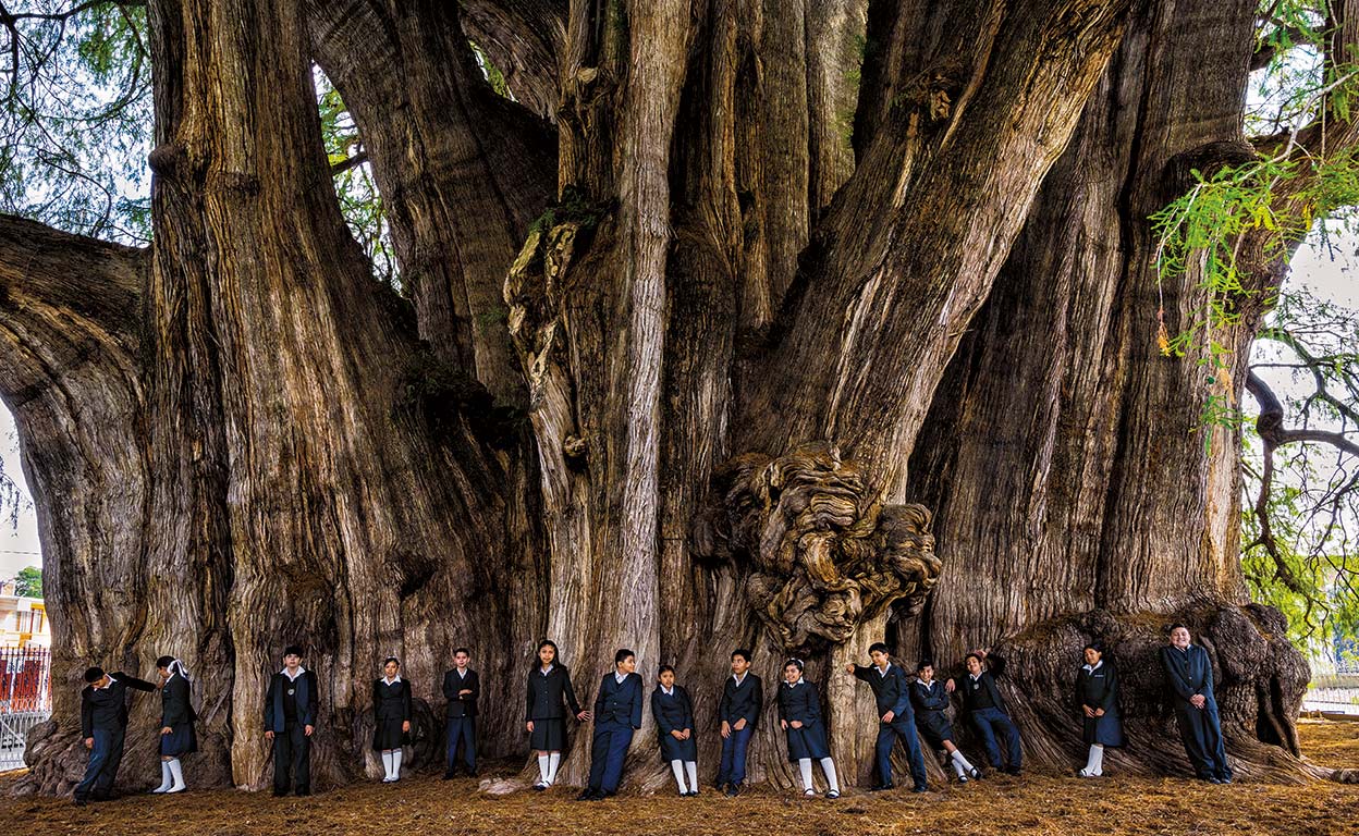 Los árboles más espectaculares del mundo y que más cuentan sobre nosotros