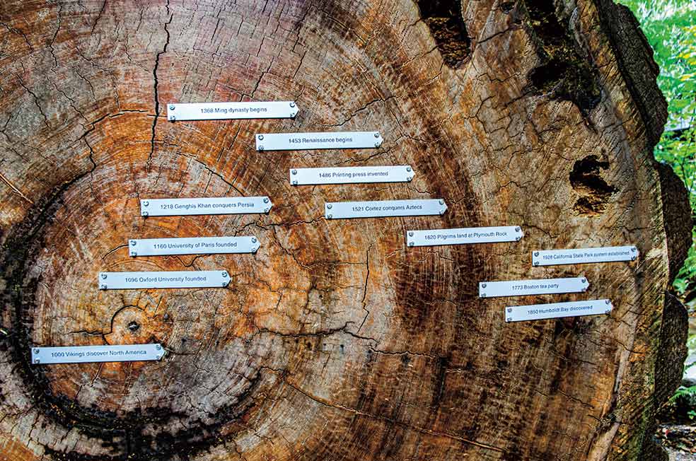 Algunas secuoyas llevan miles de años vivas sobre el planeta. La más antigua de la que se tiene constancia es la President, un árbol de 3200 años de antigüedad y 75 metros de altura desde la base. La talada de la imagen ya estaba aquí hace 1000 años. De ahí la protección que reciben en los parques nacionales. |