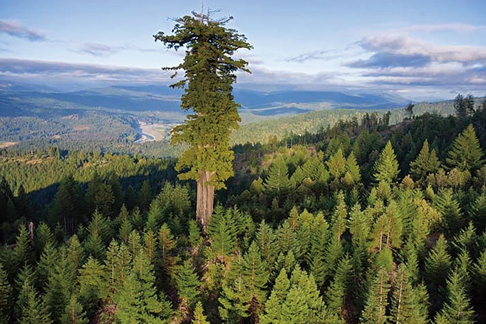 Con 115,85 metros de altura, Hyperion es el árbol más alto del mundo. Está en el Parque de Redwood, en California. Su ubicación exacta se mantiene en secreto, pero eso no impide que los turistas intenten localizarla, lo que pone en peligro su hábitat. Acercarse puede penarse con la cárcel. |