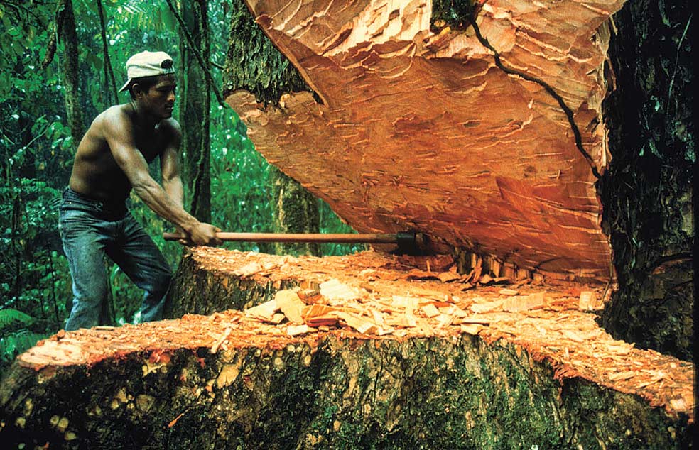 La tala ilegal en América del Sur y en África sigue haciéndose en gran parte de forma manual, como se hacía hace décadas, cuando era legal. |