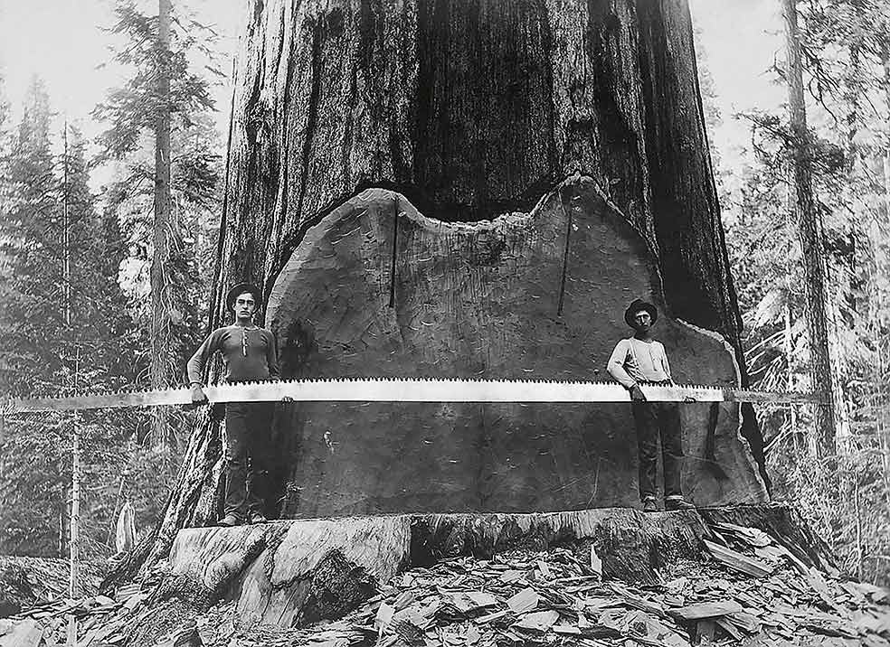 La madera de secuoya se utilizó para levantar casas y ciudades en el lejano Oeste americano.