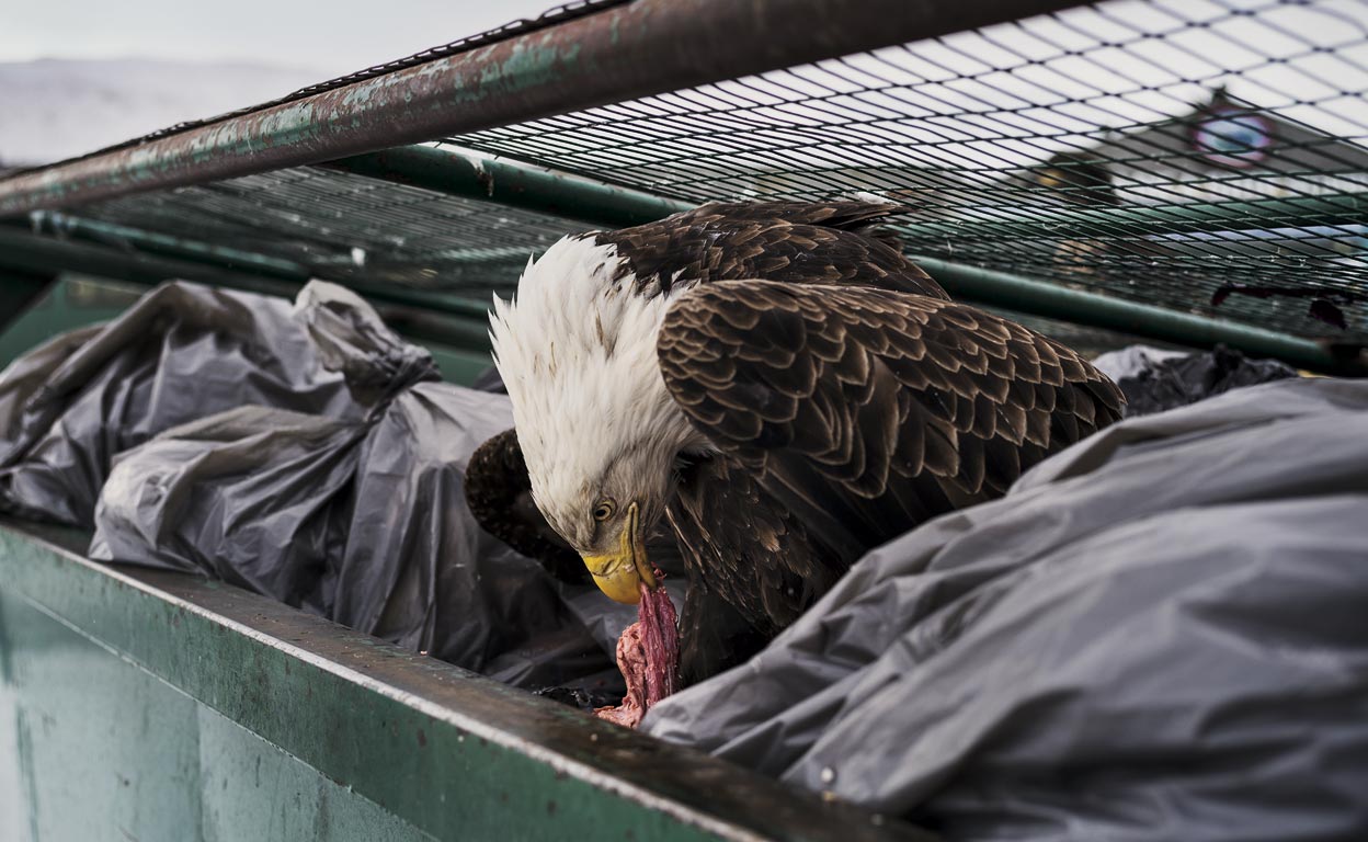 Supervivientes: así subsisten los animales salvajes amenazados por los humanos