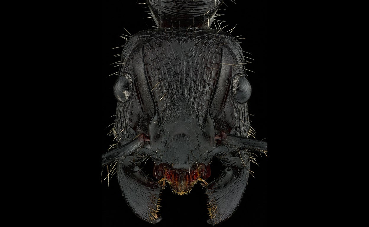 Tocamos a 2,5 millones de hormigas cada uno, aprende a lidiar con ellas