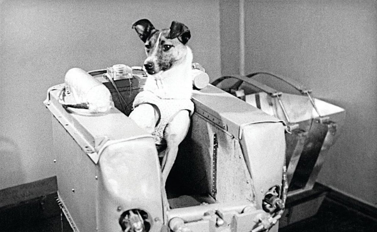 Laika, la odisea de la primera perra astronauta... y su sucesor en 2024