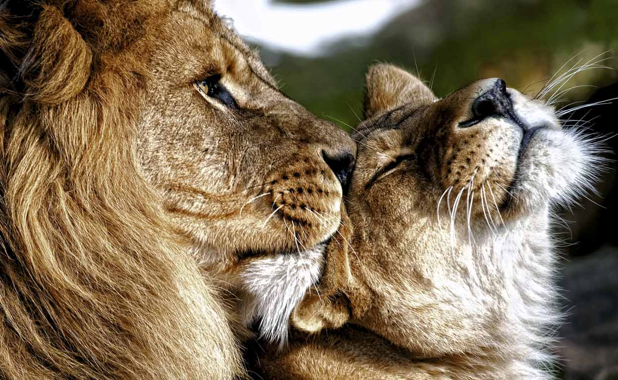 Poliamor en la selva: la infidelidad reina entre las fieras