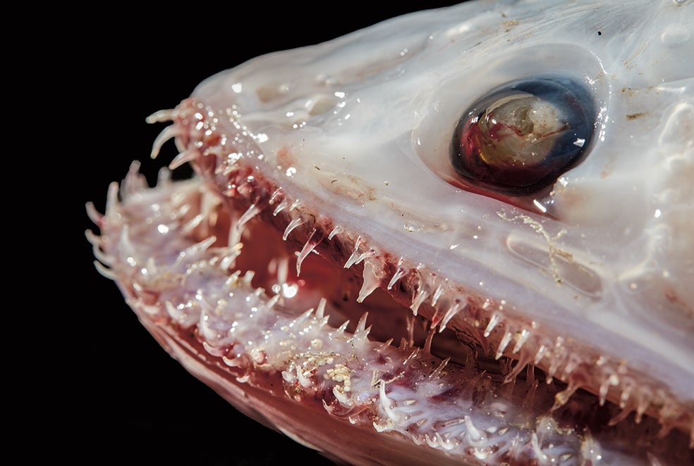 La boca de los peces lagarto de aleta alta (Bathysaurus mollis), abarrotada de dientes, es una trampa mortal para sus presas.