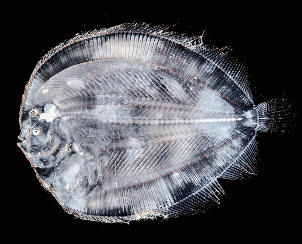 Algunas especies abisales son transparentes. En aquel entorno hostil, pasar inadvertido protege de los depredadores.