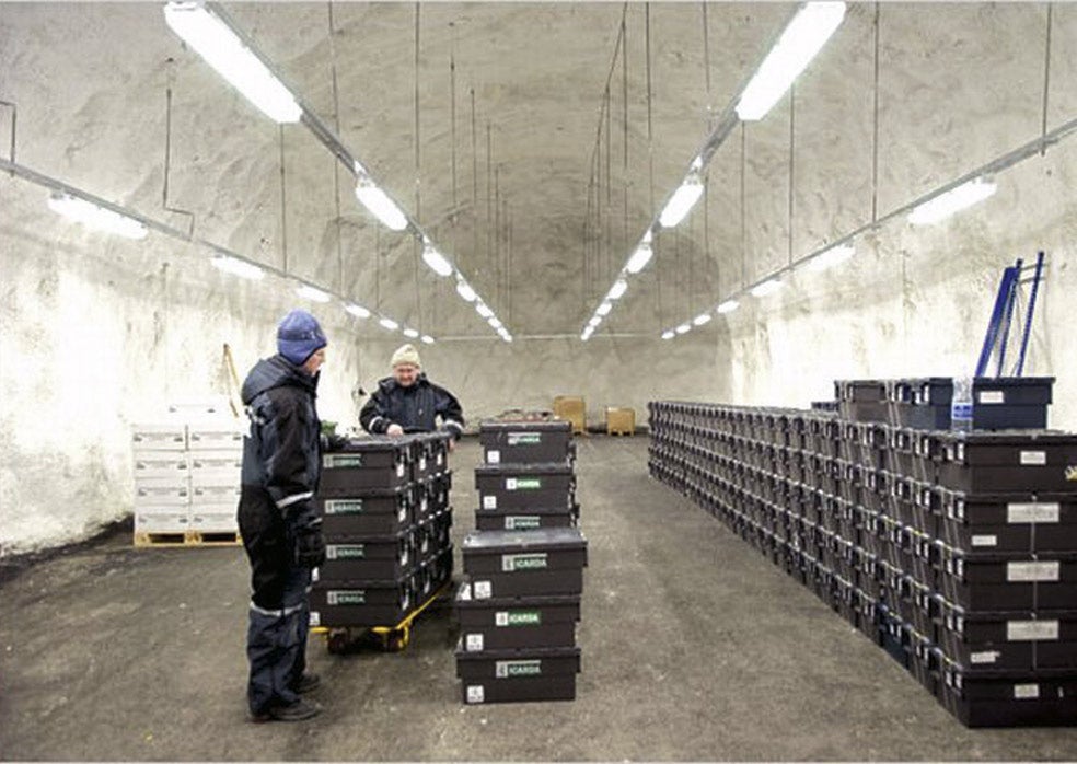 Las muestras de semillas se guardan en sobres de aluminio sellados y etiquetados con su información detallada. Luego se conservan en cajas. la policía noruega custodia el búnker.