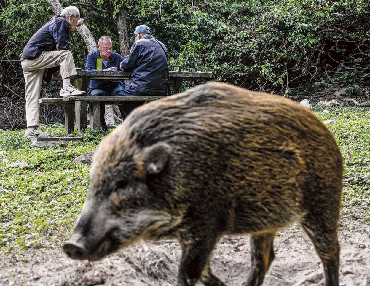 Atrapar al invasor. El número de ataques se ha disparado. Un jabalí llegó a entrar en el metro y a subirse a un vagón. Fue capturado trotando entre los pasajeros.