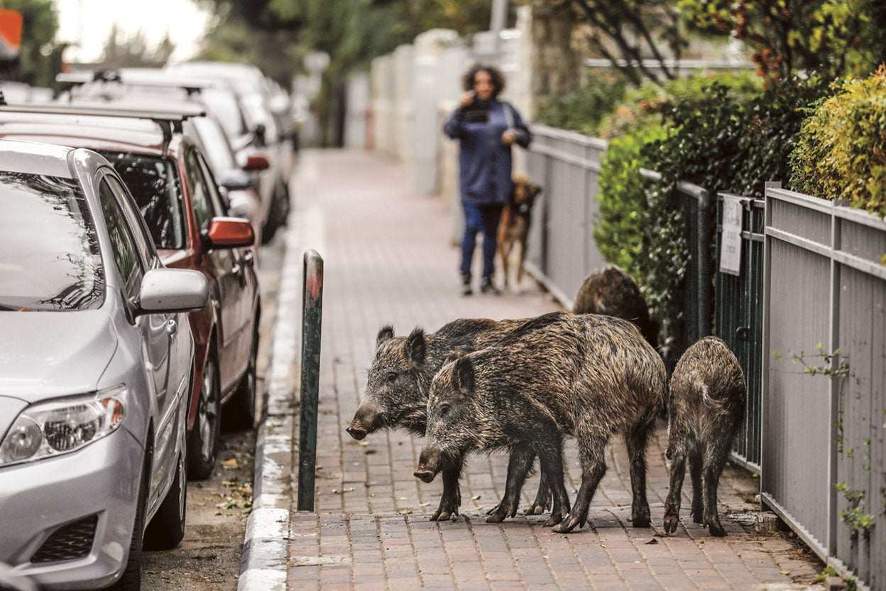 No huyen de los humanos. La invasión empezó tras el confinamiento. Comen basura y la hierba de los jardines. Haifa es la tercera ciudad más grande de Israel.
