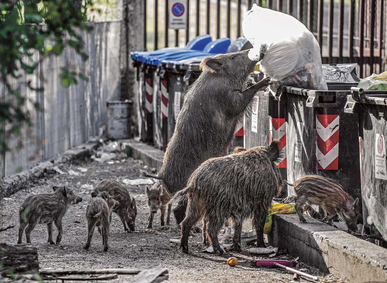 Cacería urbana. Ante el aumento de casos, la derecha italiana ha planteado permitir la caza urbana controlada. Los ecologistas se oponen radicalmente.