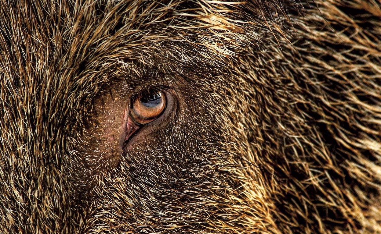 Jabalíes en la ciudad: ya han atacado a personas en Barcelona, Roma, Berlín...