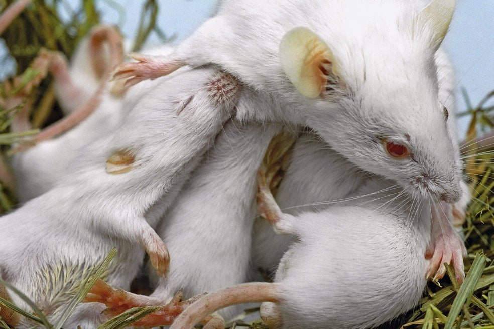 Los ratones han servido a la ciencia a lo largo de los siglos. En 1920, Halsey Bagg –un investigador de Nueva York– obtuvo la primera cepa del llamado BALB/c, un ratón albino de laboratorio. Muchos de los que se utilizan hoy son sus descendientes directos.