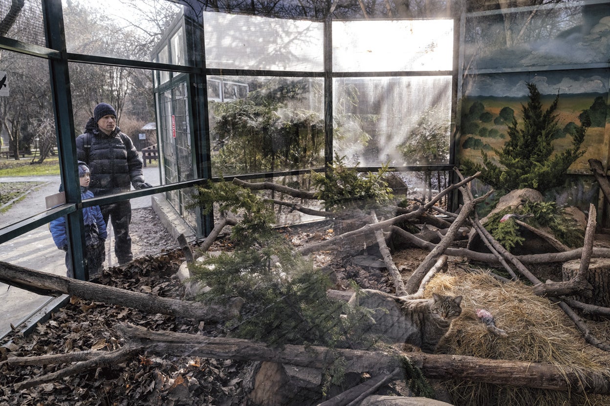 El Zoo de Kiev es uno de los más grandes de la antigua URSS y el único de la capital. Ha reabierto sus puertas y, aunque lejos de sus 300.000 visitantes anuales, muchos padres aprovechan para visitarlo con sus hijos y dejar la guerra fuera por unos minutos.