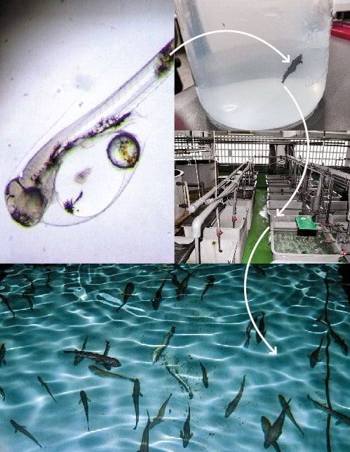 A los ejemplares de merluza capturados en el mar los instalan en tanques isotermos rellenos de agua bombeada desde una profundidad de 20 metros, a una temperatura de unos 15 grados. Aun así, es difícil que las merluzas críen en los tanques: sus larvas se nutren de la gota lipídica, una bola de grasa que en cautividad no se queda bien adherida.