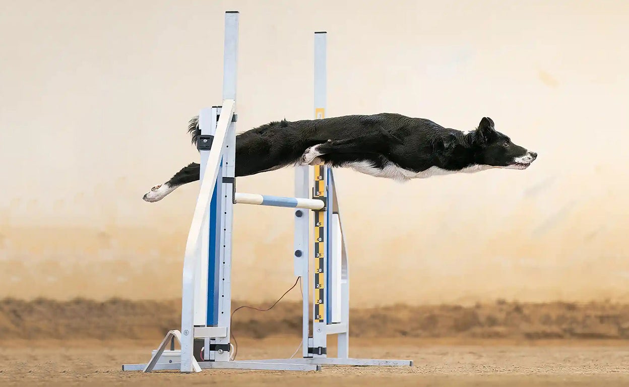 La ciencia detrás de las mejores fotos de perros