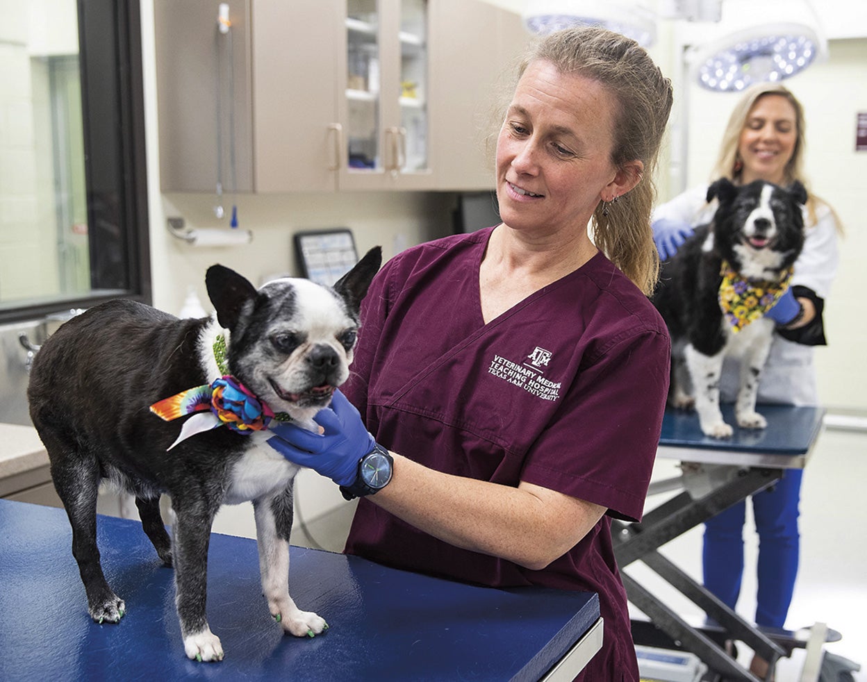 La Facultad de Veterinaria de la Uni-versidad Texas A&amp;M es una de la docena de instituciones implicadas en el estudio. A seis mil perros se les ha secuenciado el ADN.