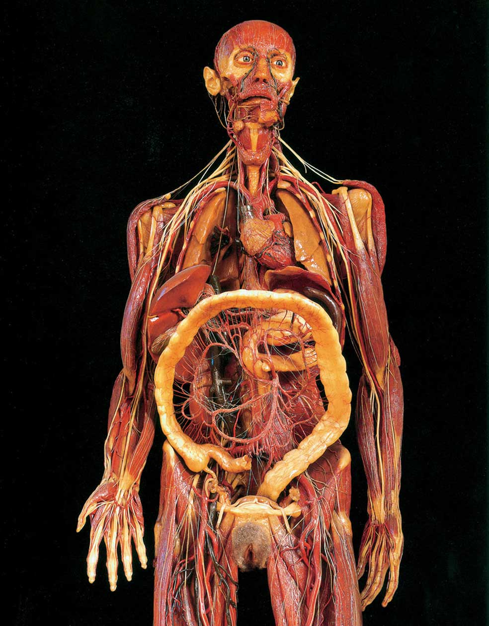 El emperador José II de Austria, abanderado del pensamiento ilustrado, descubrió en Florencia unas figuras de cera de cuerpos desollados. Quedó tan impresionado que mandó crear una colección de 1192 piezas para su disfrute. Médicos y artesanos trabajaron en ello, a las órdenes del anatomista Felice Fontana (en la imagen). Las esculturas y dibujos anatómicos de la época, como los previos de Da Vinci, aparecen tanto en libros de arte como en tratados médicos.