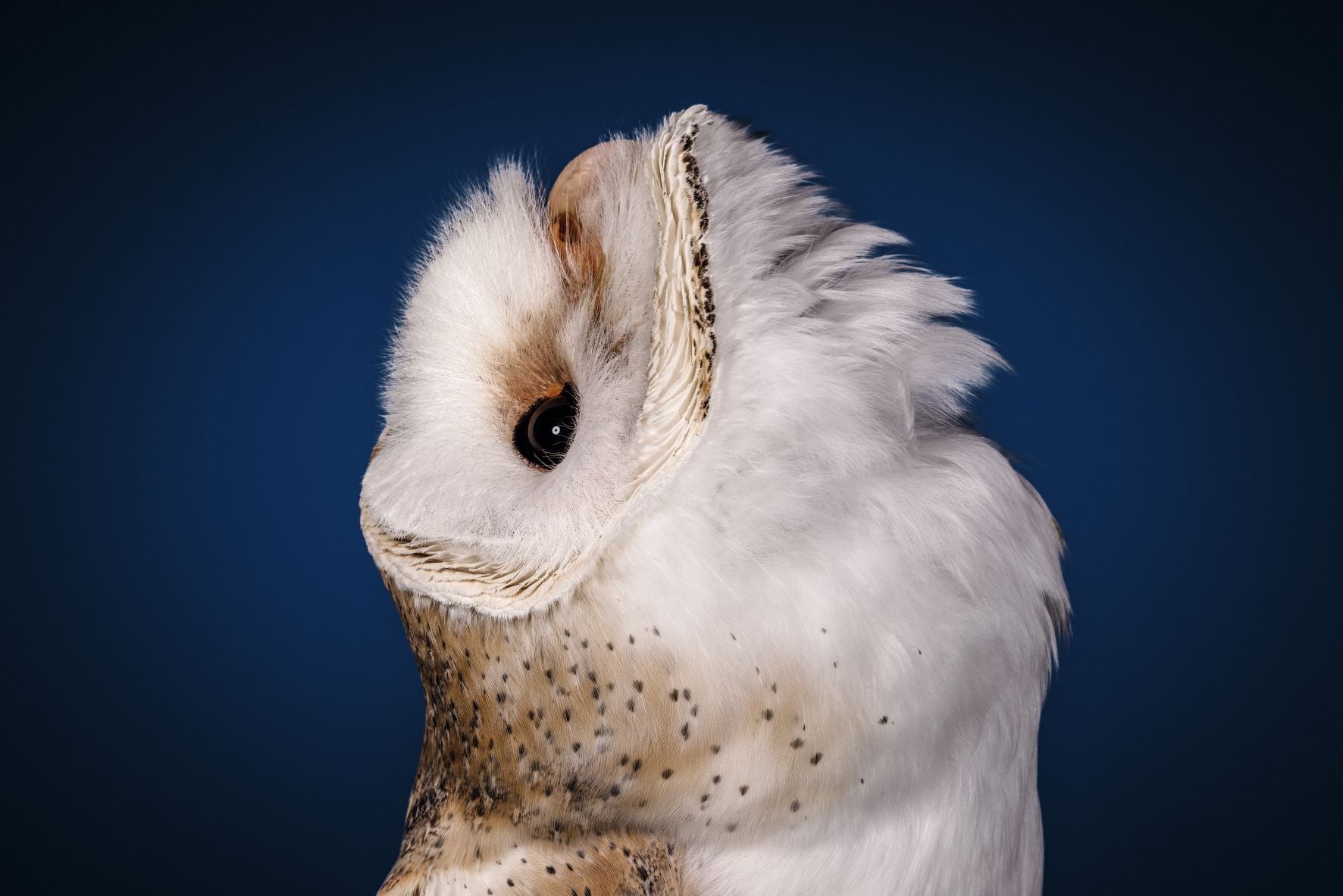 Puede mover la cabeza hacia arriba y hacia abajo en un ángulo de 90 grados gracias a que cuenta con siete vértebras cervicales más que los humanos.