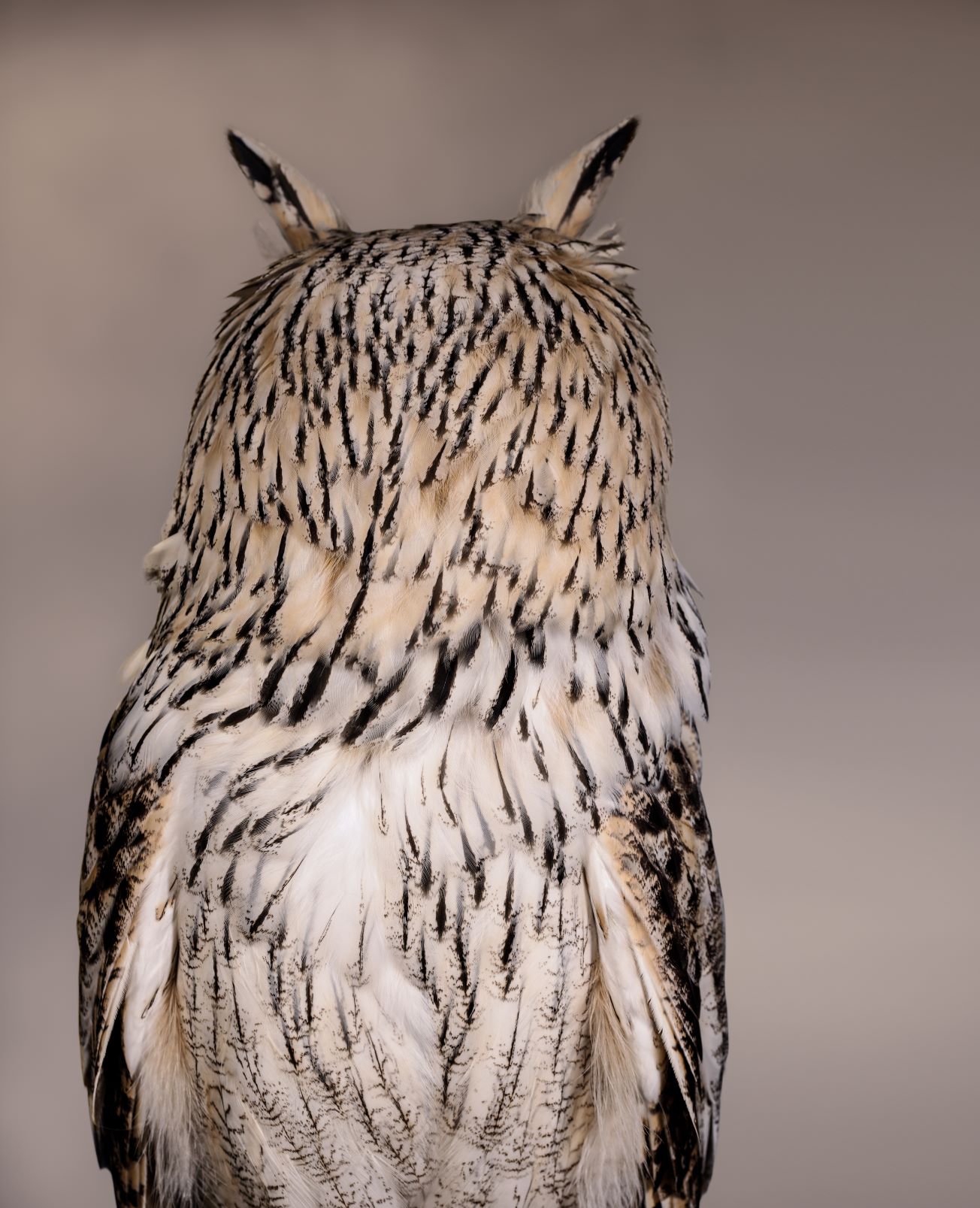 Para controlar un amplio territorio de caza, el búho gira la cabeza 270 grados en ambas direcciones. Además, en la imagen de apertura, se pueden observar sus plumas con bordes desflecados. Esto le permite abalanzarse sobre sus presas sin hacer ruido.