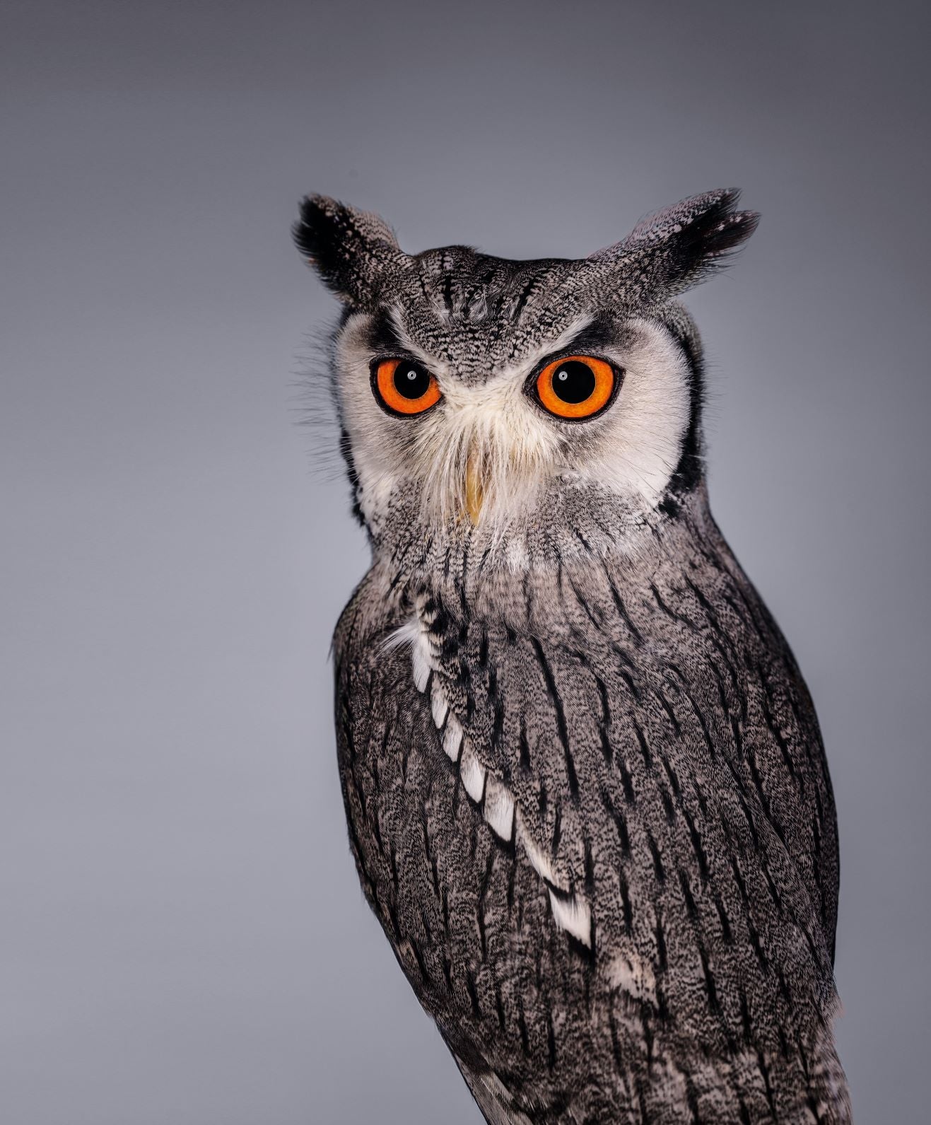 Esas dos puntas no son orejas, sirven para informar a sus congéneres sobre su estado de ánimo.