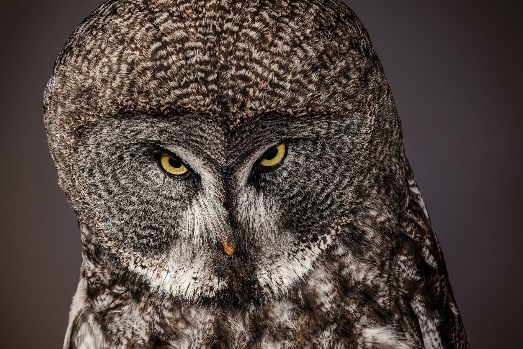 El cerebro del búho puede calcular la distancia a la que se encuentra su presa a partir de la tensión muscular necesaria para el enfoque de las pupilas.