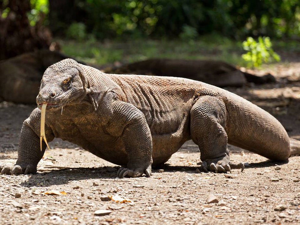 Los dragones de Komodo parecen lentos y pesados pero pueden correr a 20 kilómetros por hora. Y tienen un olfato muy desarrollado. Detectan comida a diez kilómetros de distancia.