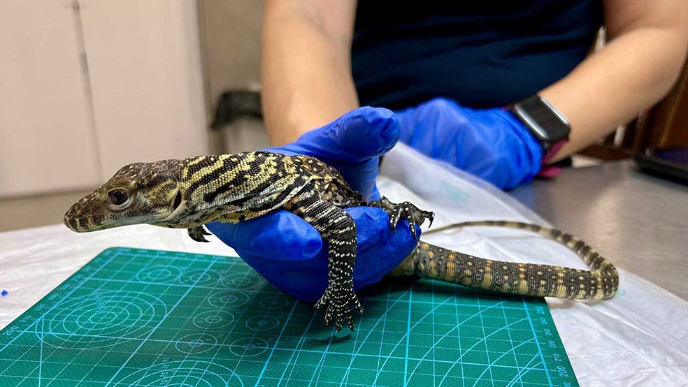 Los dragones recién llegados miden unos 45 centímetros. Sus progenitores superan los dos metros y los 50 kilos. El dragón de Komodo, uno de los reptiles más temidos, es capaz de ver a 300 metros de distancia.