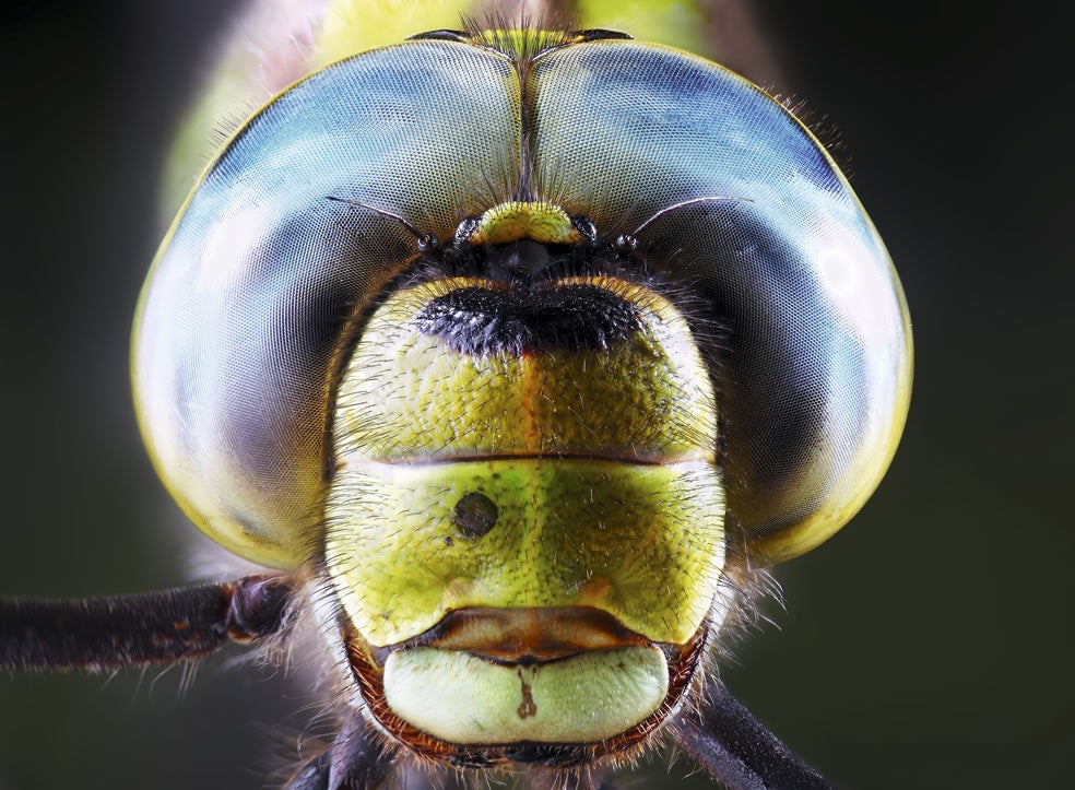 Cada uno de los omatidios de los ojos compuestos cuenta con una orientación distinta y complementaria a los demás. La imagen que procesa el cerebro del insecto la forma la unión de estas visiones parciales, igual que los píxeles de una imagen digital.