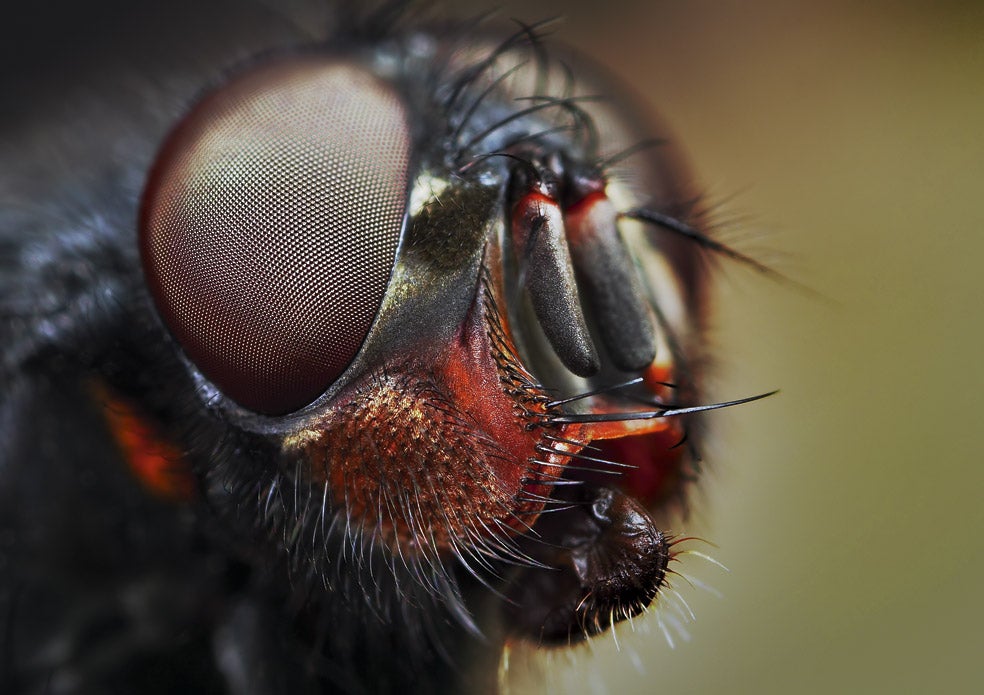 Los grandes ojos de esta mosca azul común y las numerosas cerdas sensitivas de su cabeza le permiten detectar los cadáveres con gran rapidez, posarse en ellos y poner sus huevos. De ahí que los forenses utilicen el desarrollo de sus puestas en los cadáveres para saber la hora de una muerte.