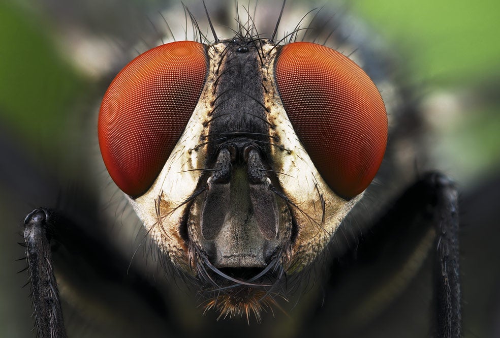 Este sarcofágido debe su nombre a su afición por los cadáveres... Sus grandes ojos detectan el más mínimo cambio de luz en su entorno. La cercanía de un enemigo provoca sombras y variaciones sobre sus omatidios, lo que le permite la huida a tiempo. De ahí que no sea tan fácil como parece atrapa.