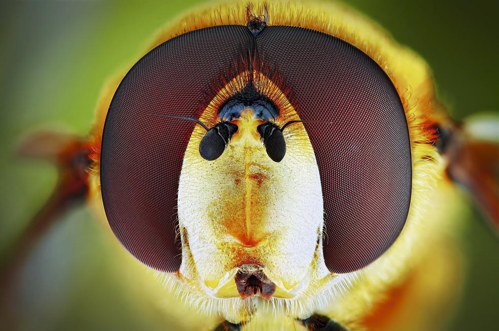 Los sírfidos, como el de la foto, son moscas que imitan a las avispas y las abejas para ahuyentar posibles enemigos. Pese a su mimetismo, los ojos las delatan. Todos los sírfidos tienen los ojos más grandes que los insectos a los que imitan. Sobre todo los machos, cuyos ojos se tocan en la parte superior de la cabeza.