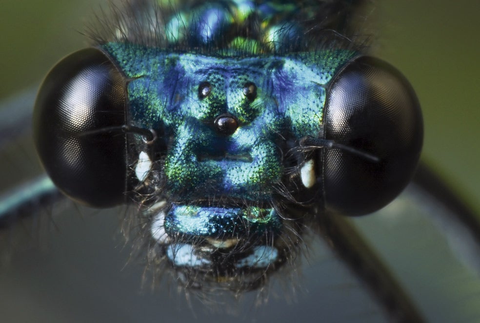 Como la mayoría de los insectos, este caballito del diablo muestra en mitad de su frente los tres ocelos que completan su visión (los tres puntos negros). Estos pequeños ojos son mayores en los insectos voladores, más sensibles e informan más rápido de los cambios de luz que los grandes ojos compuestos laterales.