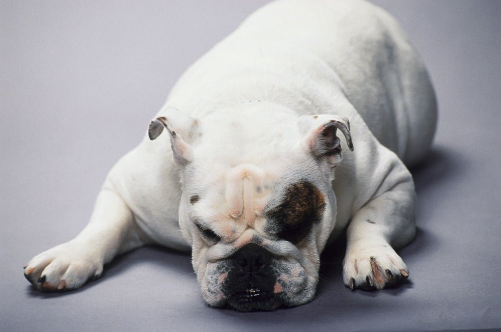 El ronquido no es exclusivo de los humanos. En 1964, el naturalista alemán Immelmann señalaba: «Los animales salvajes no roncan. Duermen en posición ventral y de costado, así su mandíbula inferior queda inmovilizada, evitando que se desplace hacia atrás». Sin embargo, los bulldog y otros perros braquicefálicos roncan terriblemente, y desde hace 50 años también se les practican cirugías antirronquido con recortes en el paladar blando y la campanilla.