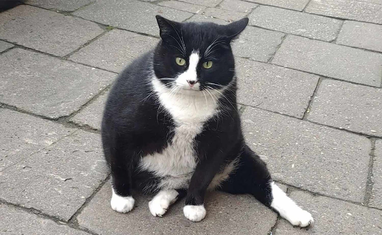 Gacek, el gato callejero de Polonia que se ha hecho viral