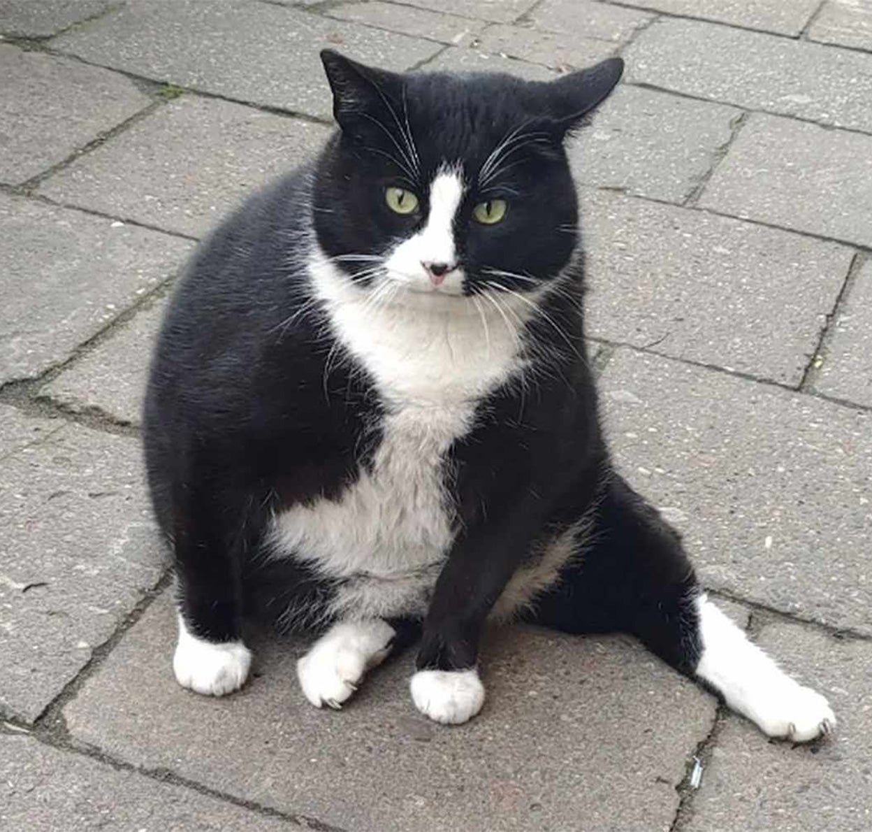 Gacek, el gato callejero de Polonia que se ha hecho viral