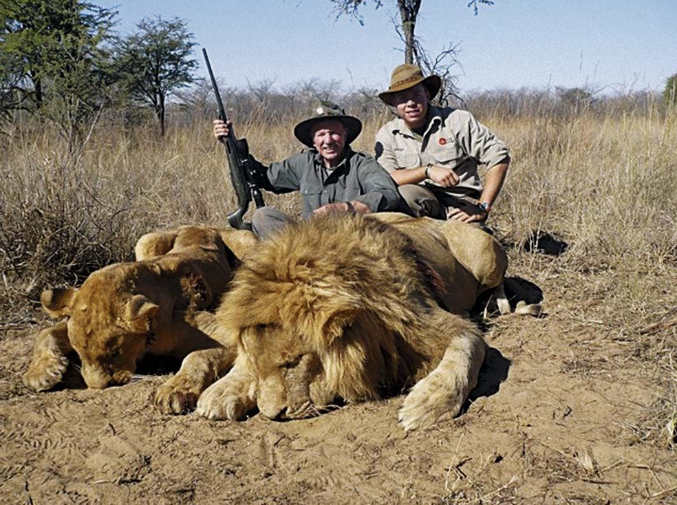 Cada año se matan cientos de leones. Los ganaderos los envenenan con Furadán, uno de los pesticidas más tóxicos y baratos, y las agencias de caza ofrecen dispararles. La muerte de un macho dominante implica no solo su desaparición. Otro macho heredará su manada y eliminará a todos los cachorros de menos de dos años del grupo para garantizarse su propia descendencia. Un solo disparo mata así a muchos leones.