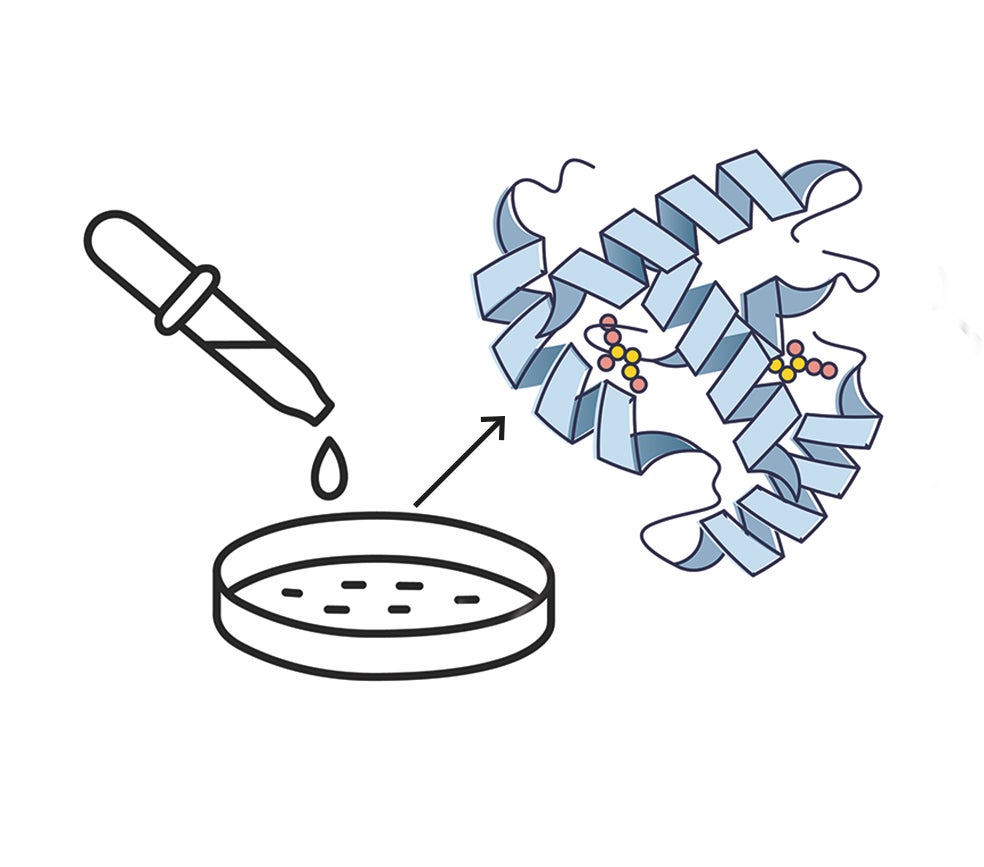 Imagen - 5. 'Incubar' una proteína: Una vez que se ha definido en el ordenador la secuencia de ADN necesaria para crear la proteína, encargan ese 'manual de instrucciones' a una de las empresas que se dedican a fabricar cadenas de ADN sintéticas. Ese ADN llega al laboratorio en un microtubo. Es un líquido. Con ese ADN se 'crea' la cadena de aminoácidos y se introduce en una bacteria, que sirve como 'incubadora' de la proteína.