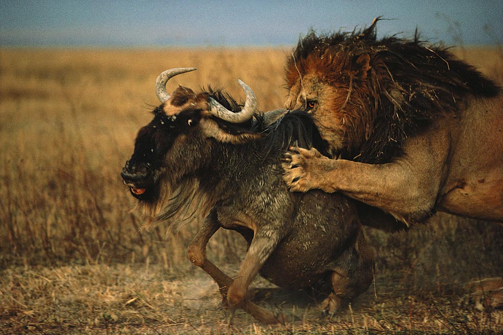 Suelen cazar en grupo, estratégicamente. Varias hembras rodean al animal y lo guían hacia donde esperan otras leonas o un gran macho, capaz de frenar presas como este búfalo cafre. Suelen matarlas por estrangulación. También roban las presas de las hienas, sus mayores competidores en la sabana; hienas y leones se odian mutuamente.