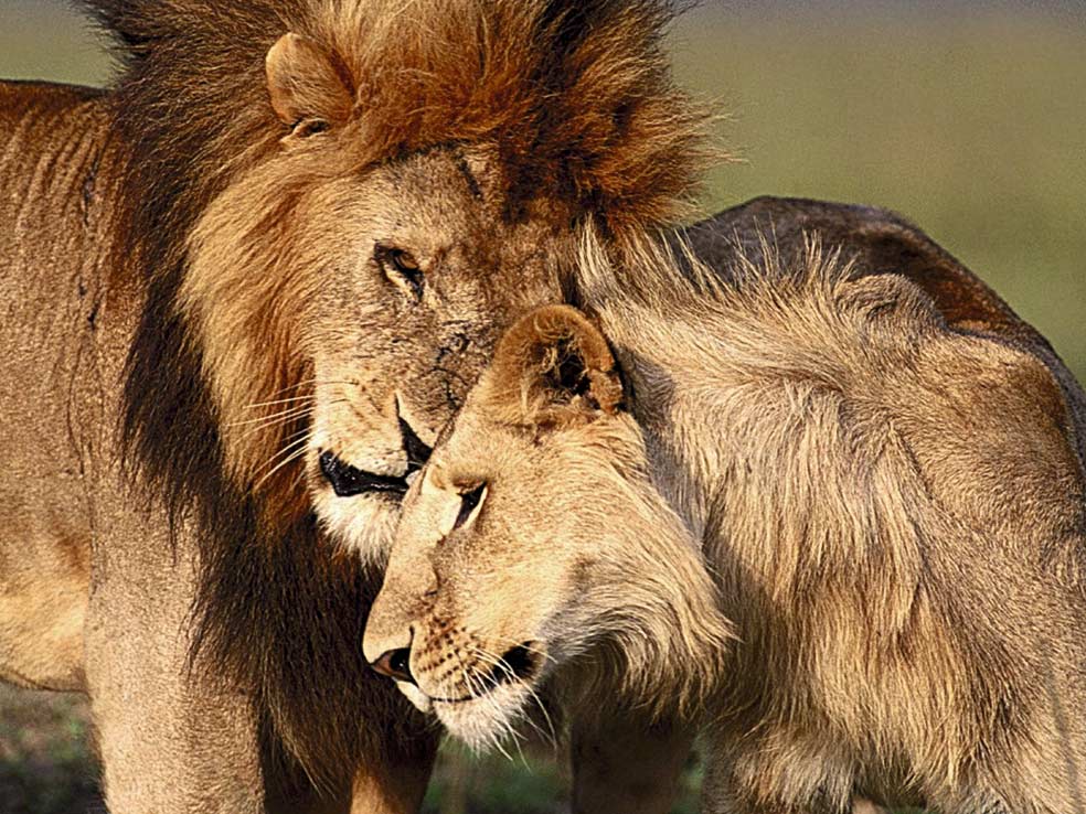 Cuando un macho se hace con un grupo de leonas tras una encarnizada lucha contra otro macho, se aparea con todas. El apareamiento es agotador. El león copula cada 15 o 20 minutos durante tres o cinco días. Las hembras paren tras 110 días y tienen entre uno y cuatro cachorros. Las madres de un grupo intentan sincronizar los partos para que todos los cachorros tengan las mismas oportunidades una vez destetados.
