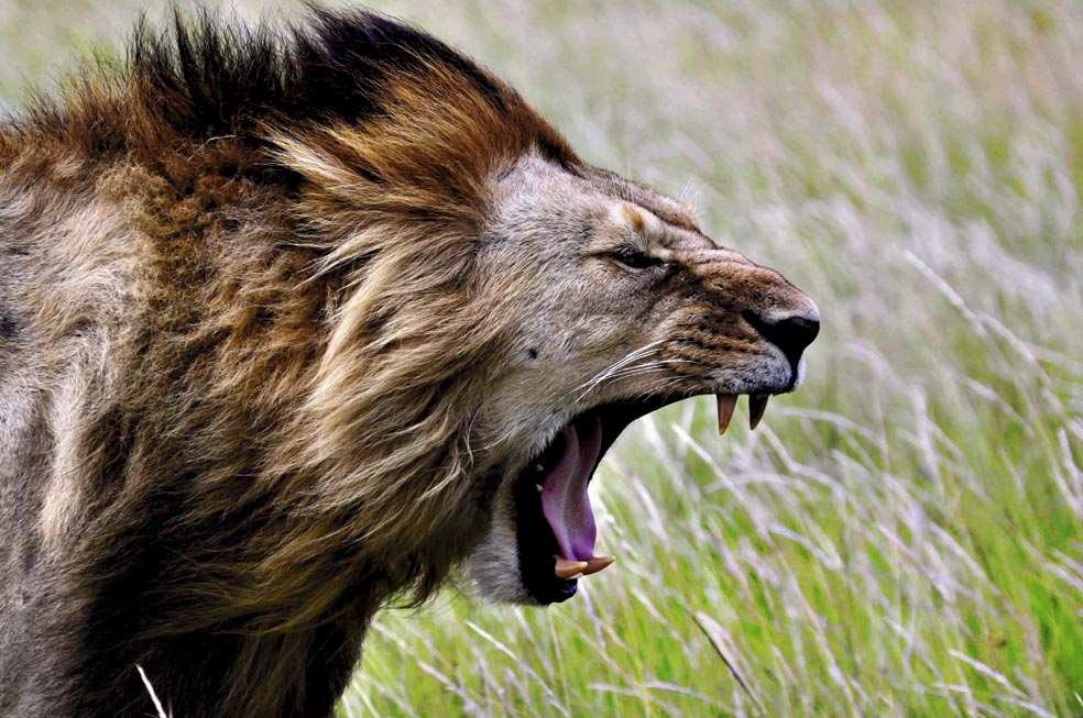 Los leones nos han tenido como parte de su dieta desde el origen. El avance de las armas y la tecnología hizo que se redujesen los casos de ‘devoradores de hombres’. Aun así, al invadir sus últimos territorios, cada año algún león ataca a un hombre. Si prueba su carne, es fácil que se haga un devorador de hombres, como sus crías, si la comen.