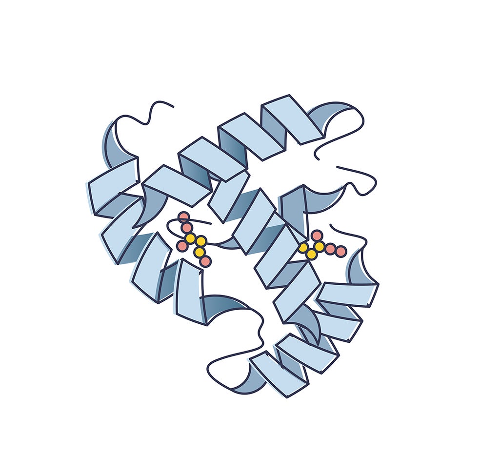 Imagen - 2. Llaves que activan funciones: Esa forma única de la proteína le permite acoplarse a una célula –como una llave a una cerradura– y determinarla. Convertirla en parte de un músculo, del sistema inmune... Pero no solo eso; una proteína también puede acoplarse a un virus y acabar con él. Para ello tienen que encajar como dos figuras del Tetris. Los científicos siempre han soñado con crear proteínas. Si pudieran diseñarlas a su gusto, podrían 'dominar' las células y los virus.