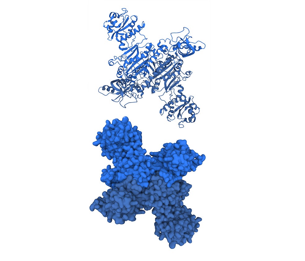 Imagen - 3. El problema del plegamiento: Entender por qué cada proteína se pliega de una determinada manera es muy complejo y se conoce como 'el problema del plegamiento'. Hace una década, Baker y su equipo lograron resolver gran parte de ese problema. Incluso crearon proteínas nuevas, sin basarse en las de la naturaleza, pero el proceso era lento y muy complejo.