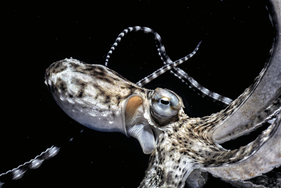 Sólo viven dos o tres años. Se reproducen una sola vez y mueren al poco tiempo. Las crías tienen que apañárselas por su cuenta. Espabilarse cuanto antes es una necesidad.