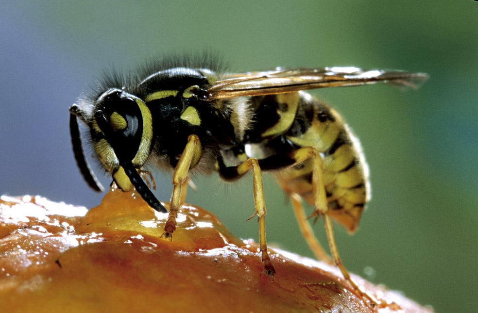 Las avispas adultas no se alimentan de carne, sino de sustancias dulces como la secreción de sus larvas, la fruta y el polen de las flores. Cuando en verano las vemos cortando pequeños trozos de carne o pescado de nuestros platos, es para alimentar a las larvas que las esperan, hambrientas, en el interior del panal.