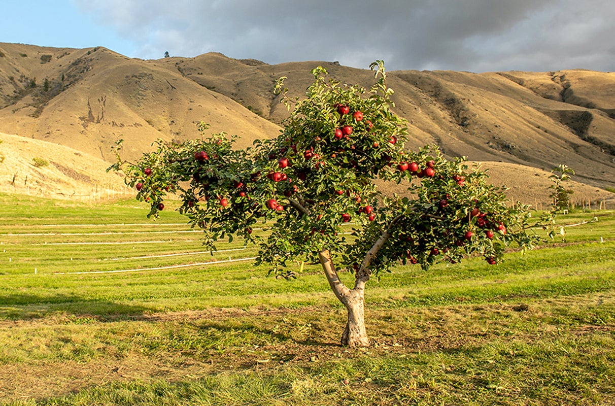 En 2017 se plantaron los primeros 600.000 ejemplares de Cosmic Crisp. Se estima que en 2025 se venderán 18 millones de cajas de 18 kilos.