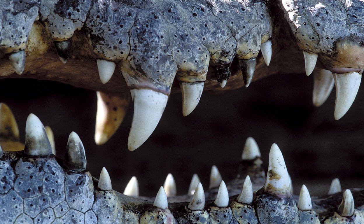 El asesino en serie prehistórico