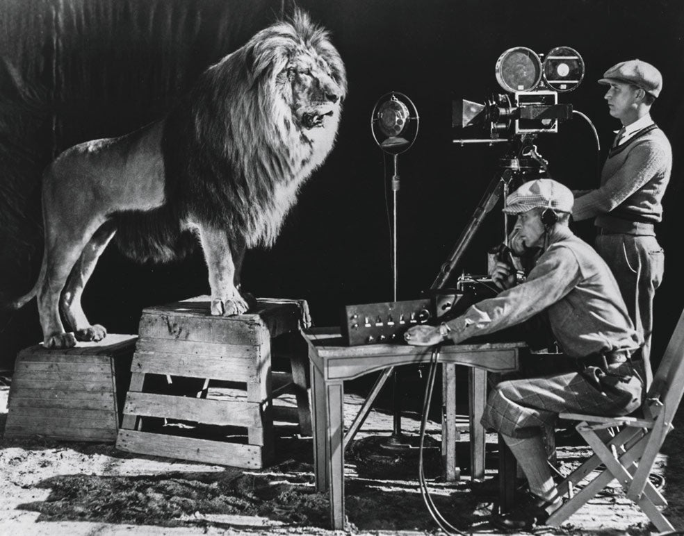Uno de los leones más famosos de la Gay's Lion Farm fue Jackie, que puso, además, la cara y la 'voz' para la famosa cabecera de todas las películas de la Metro- Goldwyn- Mayer Studios. En la imagen, Jackie durante la grabación de su inmortal rugido.